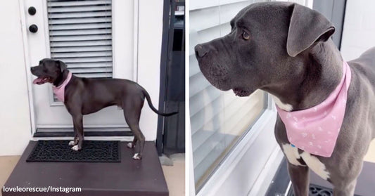 Split image of a gray dog in a pink bandana standing at a back door, then gazing out a nearby window.