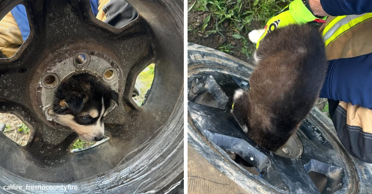 Curious Puppy Gets Trapped In A Tire Rim Until Patient Firefighters ...