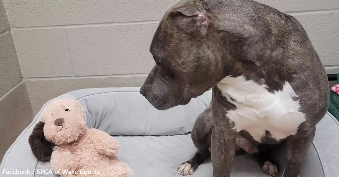 Gray pit bull sitting on a bed, gazing at a plush dog toy.