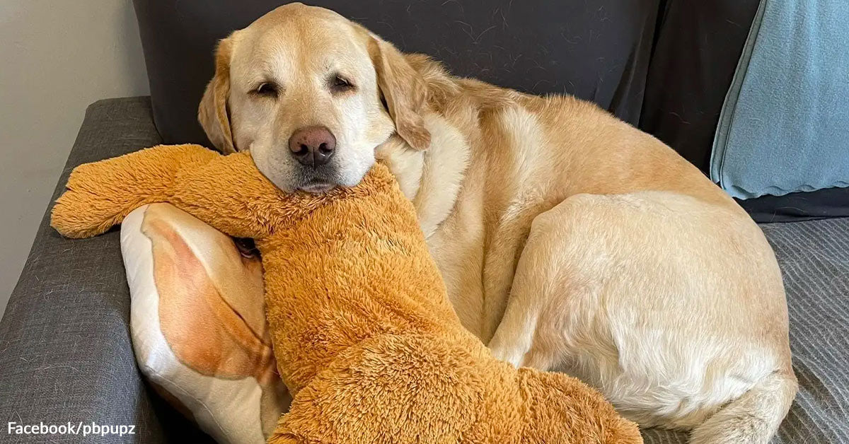 Labrador Fastidiously Relocates Dozens Of Plush Toys By Doggy Door Each day Labrador Fastidiously Relocates Dozens Of Plush Toys By Doggy Door Each day