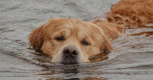 Lost Dog Flees Foster Home and Swims 100 Miles Before Rescue At Sea