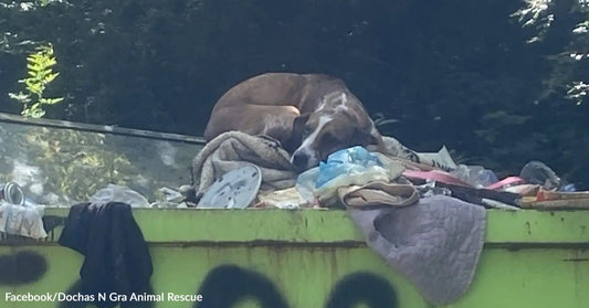 Dog curled up on a pile of debris in a dumpster.