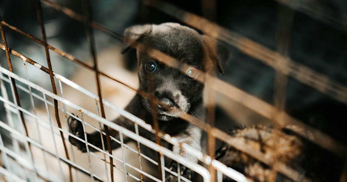 Frightened Abandoned Dog Found Tied To Crate Finds Trust And A Forever ...