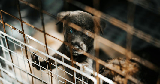 Puppy looking through a metal cage, exhibiting curiosity and longing.