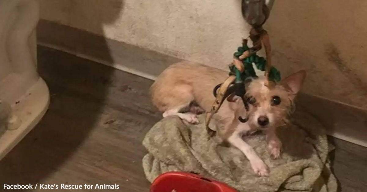 Canine Left Tied Beneath Rest room Sink Lastly Learns What Love Feels Like