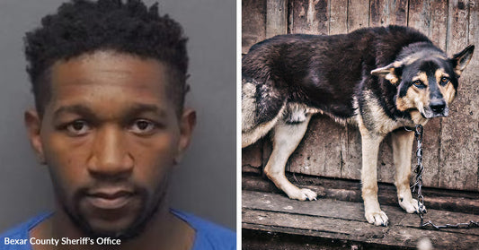 Split image of a man’s mugshot and a large dog chained to a wooden structure outdoors.