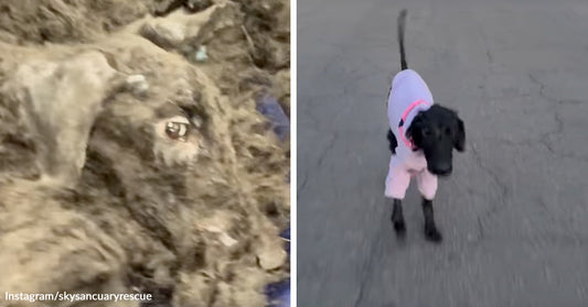 Split image showing a severely matted dark dog before rescue on the left and the same dog after grooming, wearing a pink outfit, on the right.