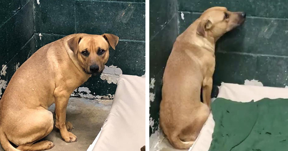 Family Dumps Their Dog At Kill Shelter For Eating Out Of The Garbage Can | The Animal Rescue Site