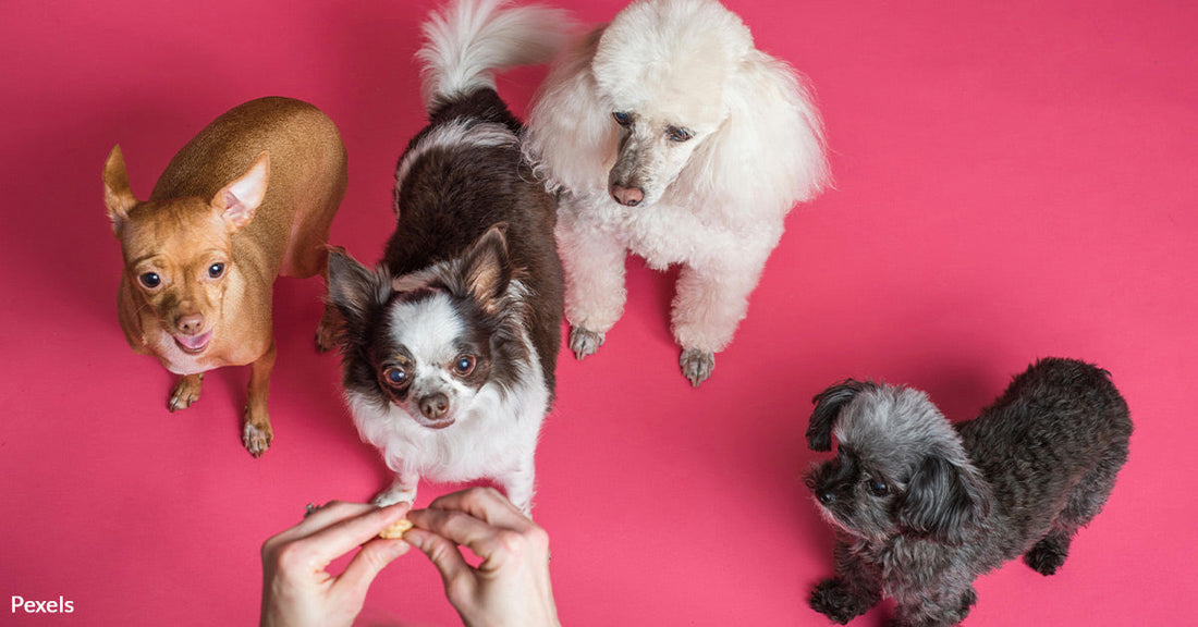 Dog Chew Toys Trigger 'Werewolf Syndrome' in Pets