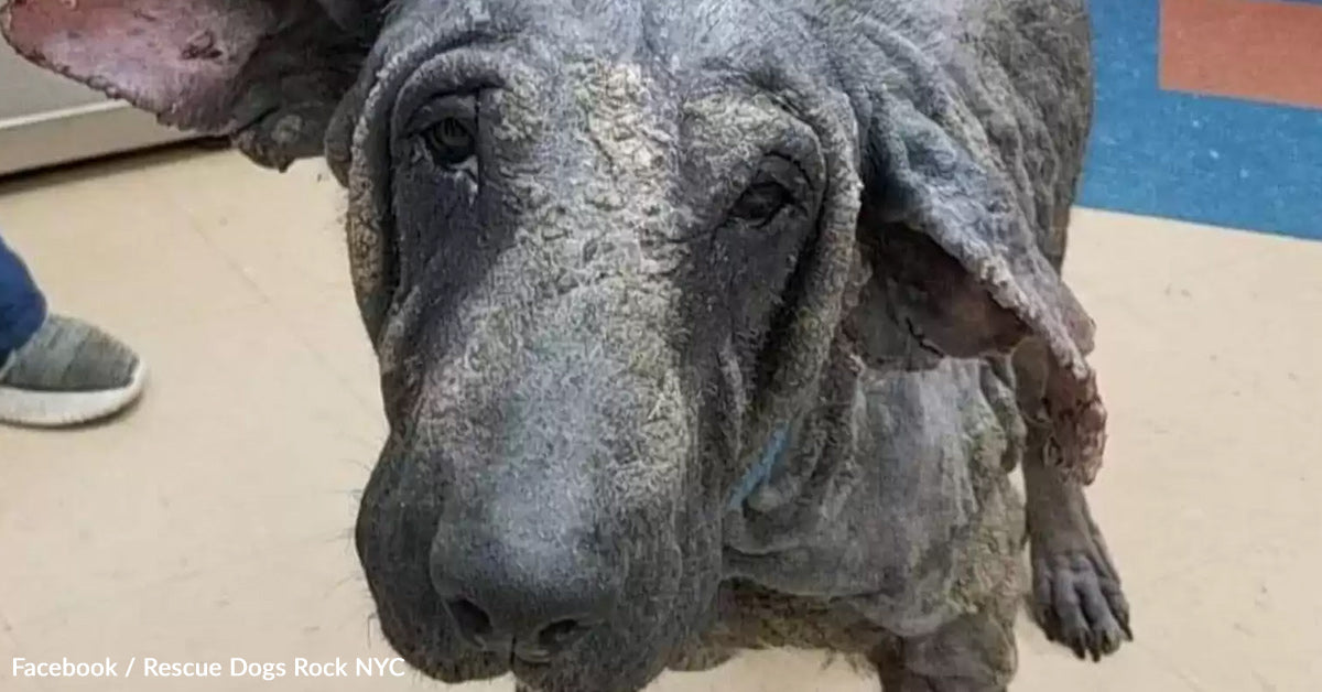 Canine Frozen In Ache, As soon as Regarded Like Stone, Comes Again To Life With A Gorgeous Glow Up