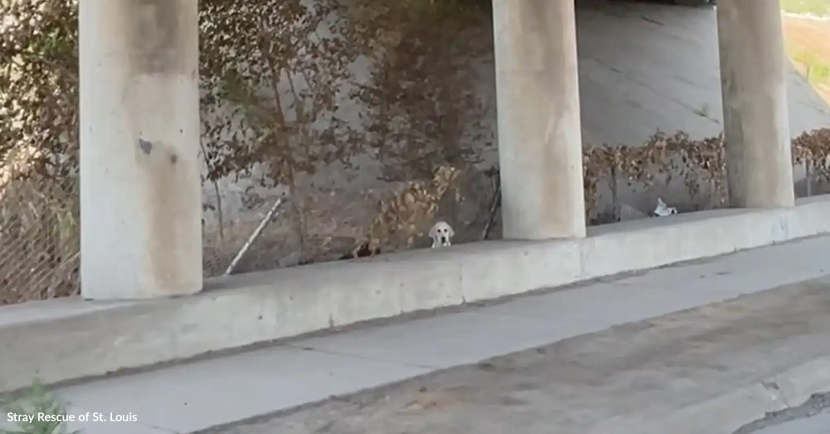 Rescuers Discover A Scared Pet Ready Alone Beneath A Busy Freeway Rescuers Discover A Scared Pet Ready Alone Beneath A Busy Freeway
