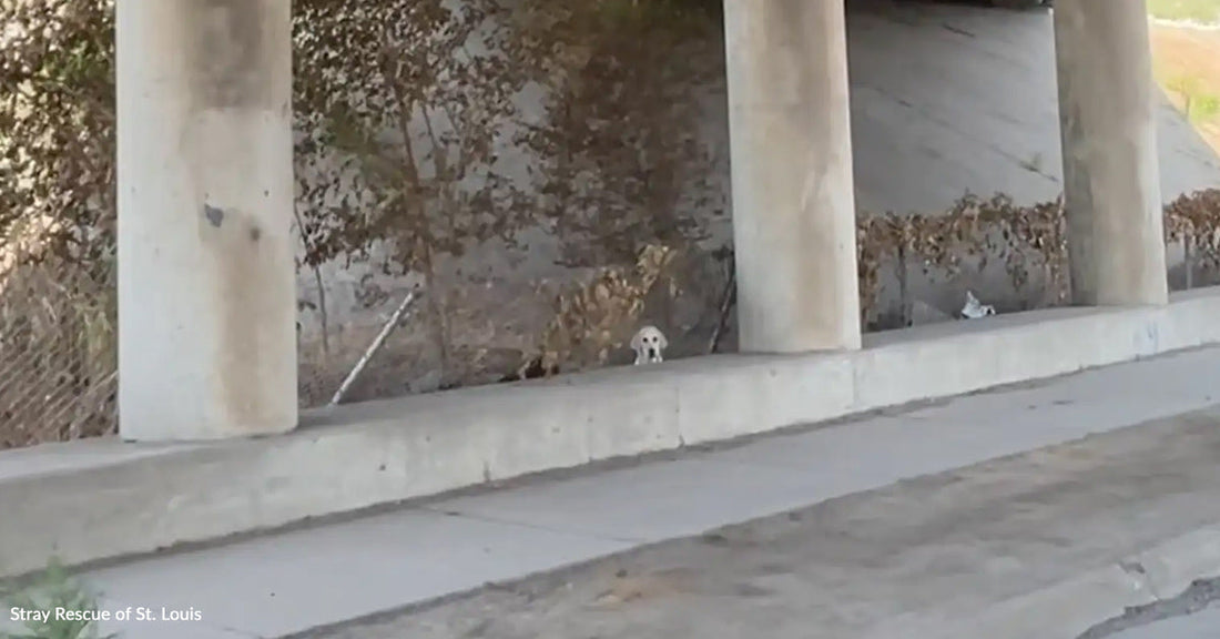 A small dog appears under a concrete overpass, surrounded by plants and debris.