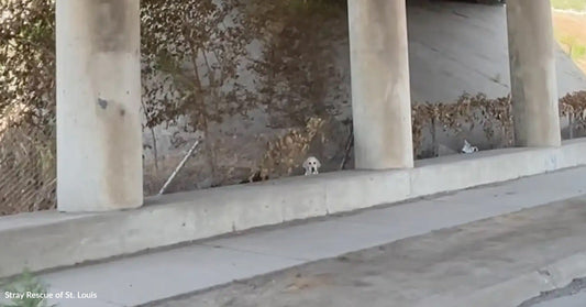 A small dog appears under a concrete overpass, surrounded by plants and debris.