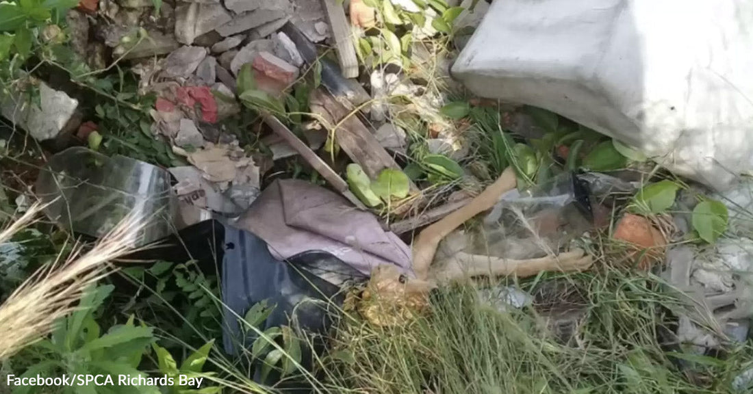 A pile of debris and litter, including a partially buried doll, in tall grass.
