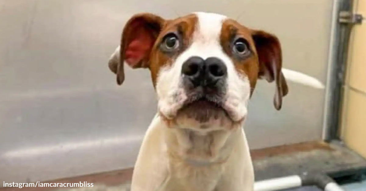 How Houston Pet’s Distinctive Nostril Conjures up Adoption and Compassion How Houston Pet’s Distinctive Nostril Conjures up Adoption and Compassion