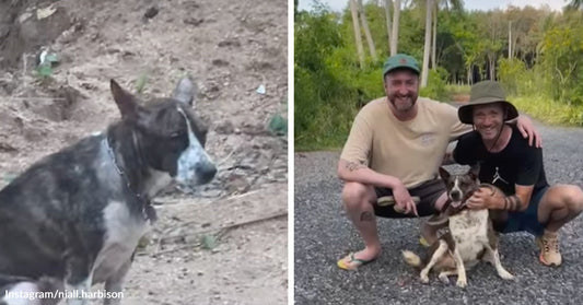 Thin black-and-white dog sits alone on dirt, then poses happily with two smiling rescuers after rescue.