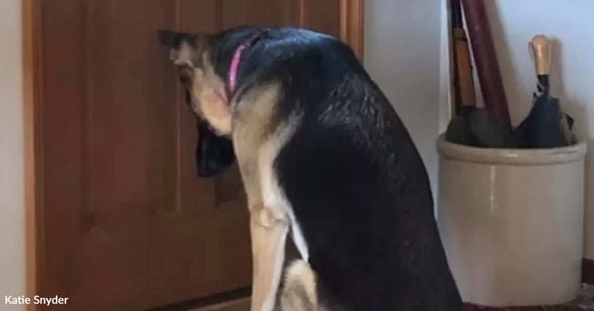 Loyal Canine Refuses to Depart Door Whereas Her Dad Is within the Hospital