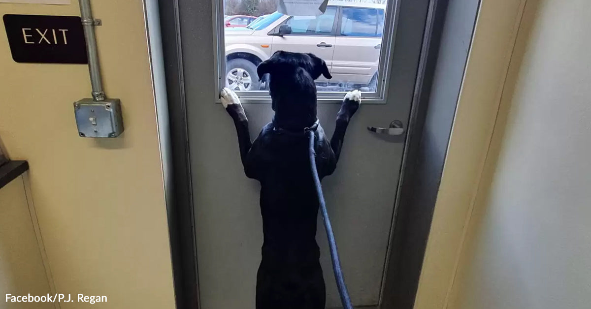 Heartbroken Pittie Stares Into The Distance Hoping Somebody Will Save Her