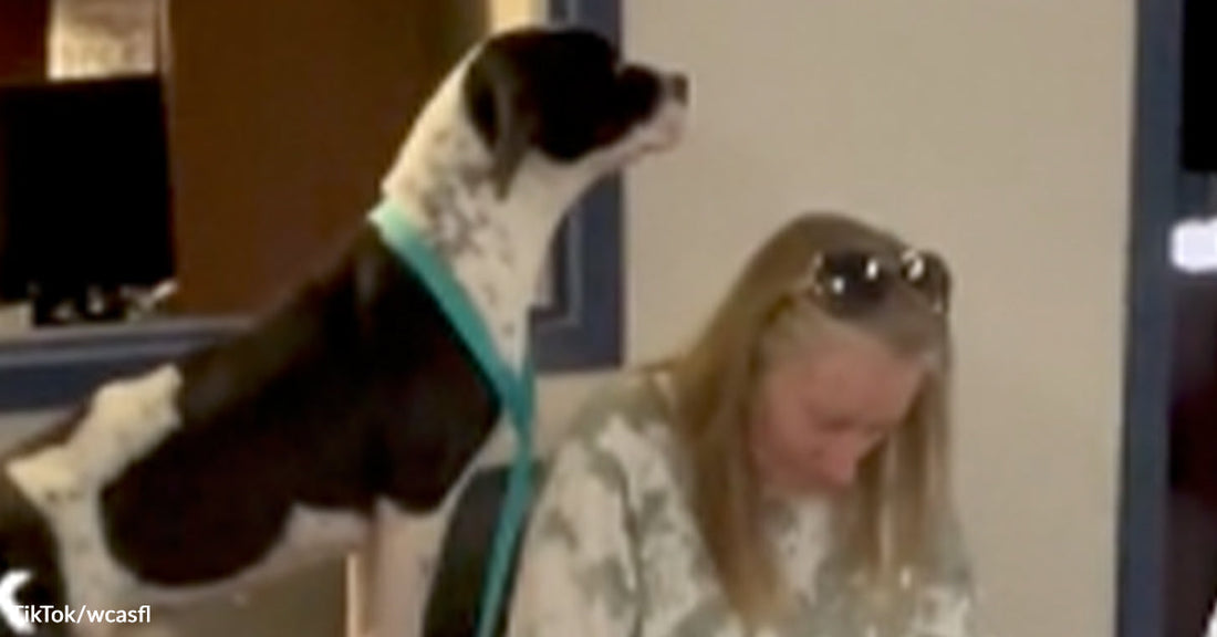 Black-and-white dog standing upright with front paws on a seated woman’s shoulders indoors, appearing eager for attention.