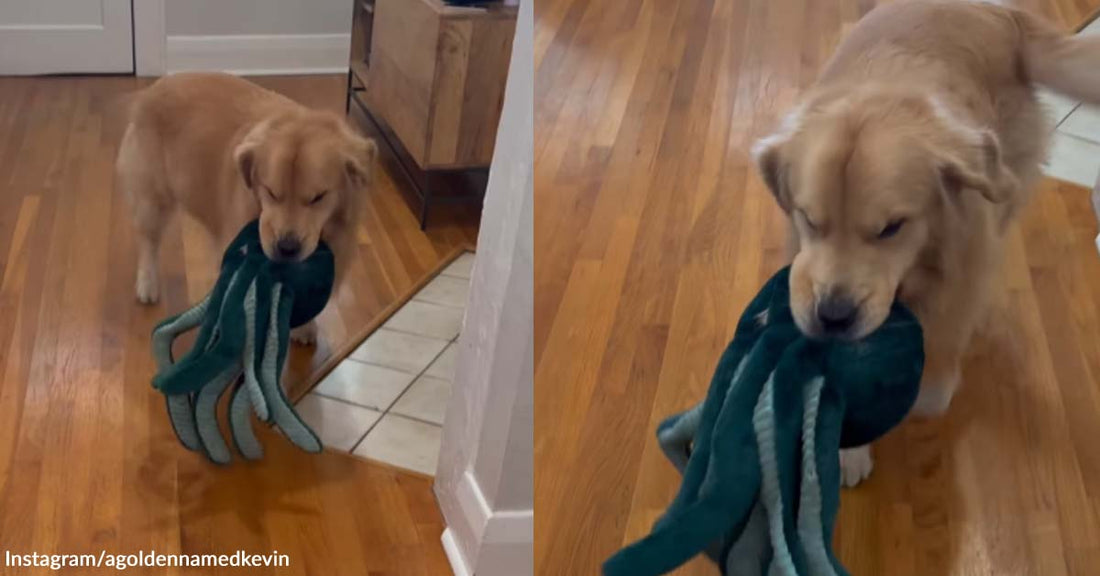 A Dog’s Welcome Greeting Makes the Internet Smile and Wish for Their Own Kevin