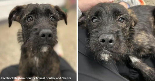 Split image showing a scruffy black puppy sitting outdoors on the left and the same puppy resting on someone’s lap on the right.