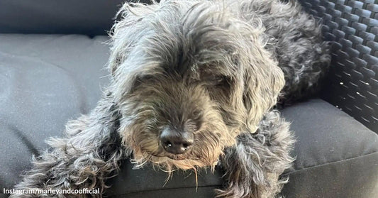 A shaggy gray dog rests on a cushioned outdoor chair with its head lowered and eyes partially closed.