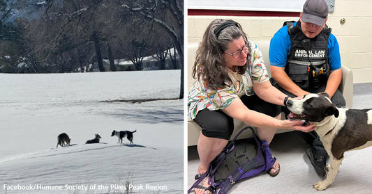 Dog Missing for a Year Is Found Living With Coyotes