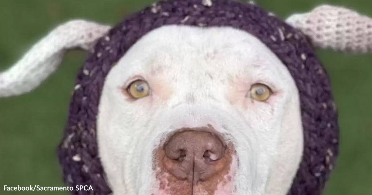 They Frightened This Canine Seemed “Scary” — So They Did One thing Genius They Frightened This Canine Seemed “Scary” — So They Did One thing Genius