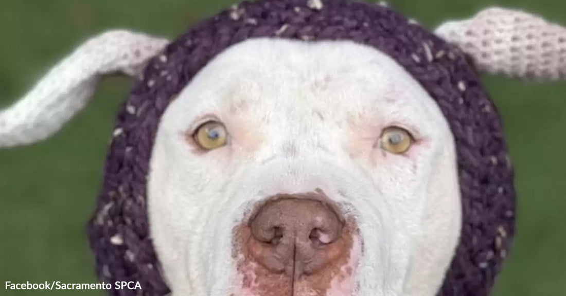 A white dog looks straight at the camera while wearing a crocheted purple bonnet with floppy ear openings, standing on green grass.
