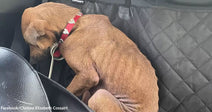 A brown dog curls into itself on the back seat of a car, head lowered and body tucked tightly against the door.