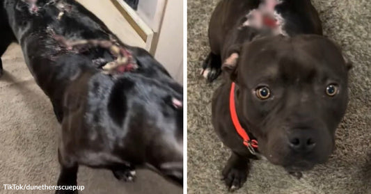 A dark dog with wounds along its back is shown before recovery, beside the same dog sitting alert indoors wearing a red collar.