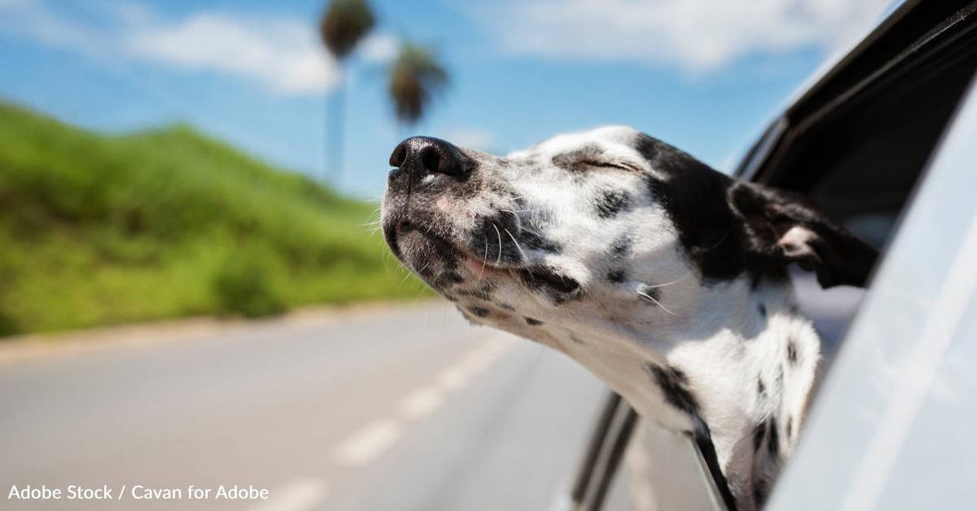 Where Are the Best Cities to Travel with Your Dog? A New Analysis Provides the Answers