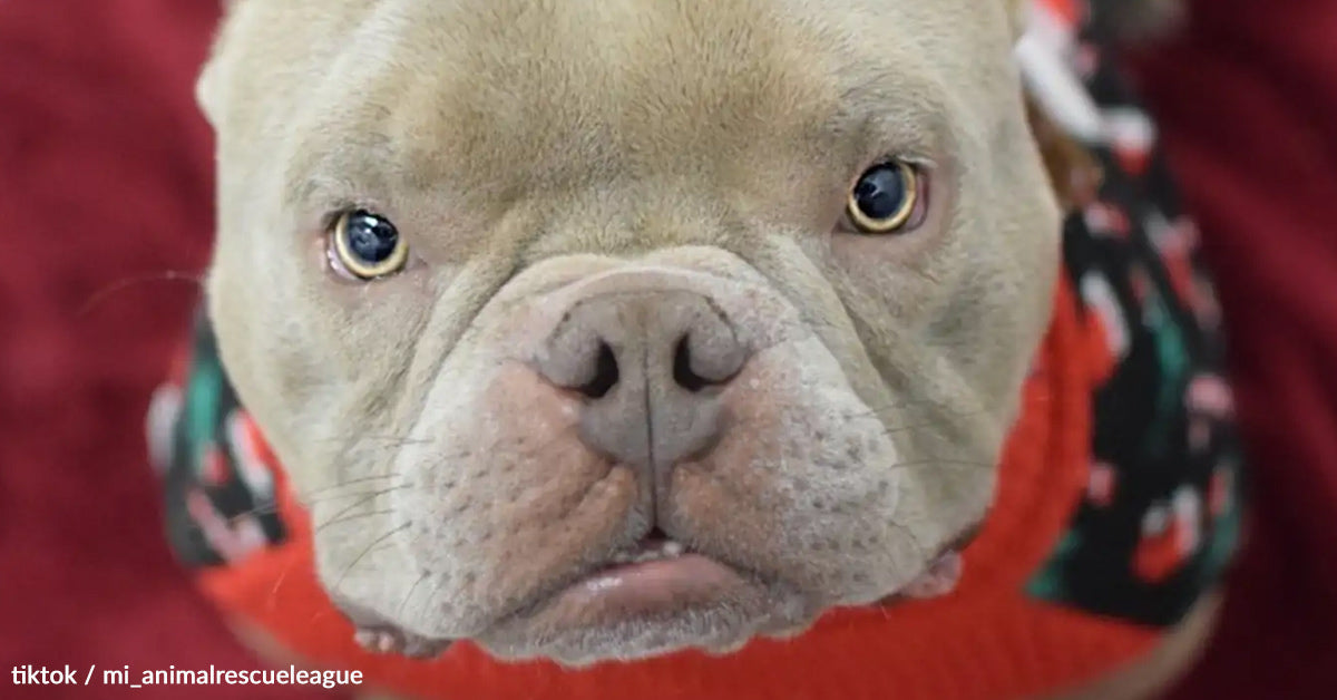 Goofy Pup Takes On His Doggy Door Nemesis And Attracts A whole lot Of Adopters Goofy Pup Takes On His Doggy Door Nemesis And Attracts A whole lot Of Adopters