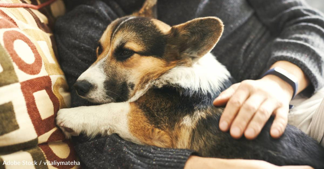 Dogs Produce Tears When They're Reunited with Their Owners, Study Finds