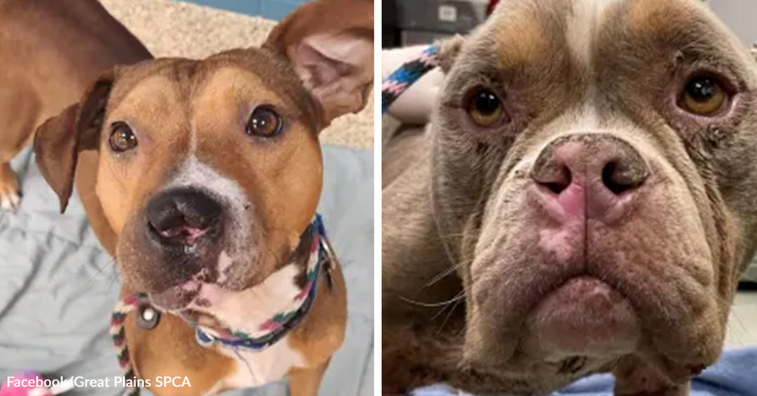 A dog with facial injuries looks into the camera, beside a close-up of another dog with a scarred face in a split rescue image.