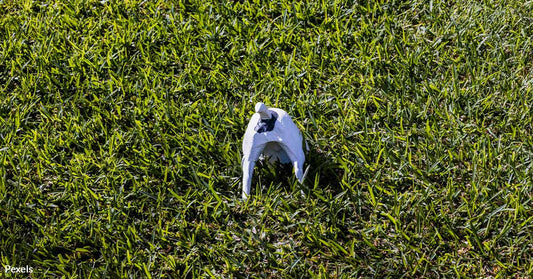 Dogs Hide Their Food for Reasons That Will Surprise You