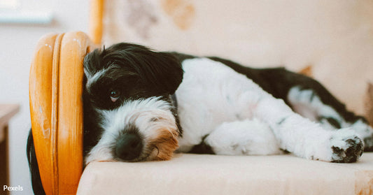 The Truth Behind Why Your Dog Chews Everything You Own