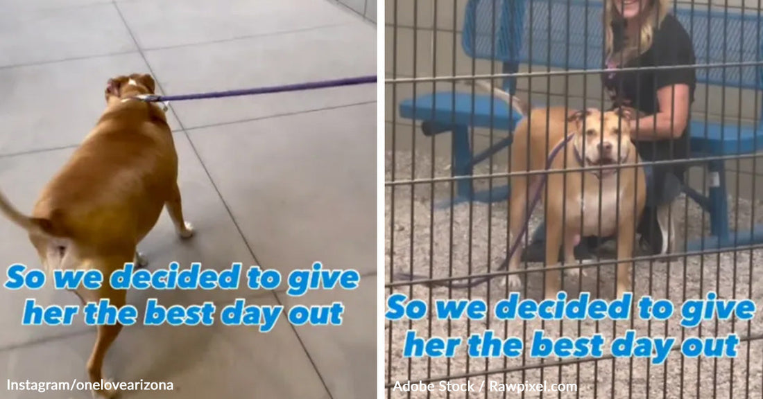 Side-by-side images show a tan shelter dog being led on a leash for a day out and then standing in a kennel beside a smiling woman, with overlaid text.