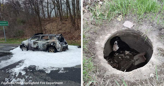Burned-out car covered in fire foam on a roadside with trees in the background. Small dog sitting inside a concrete drainage pipe, partially hidden in a grassy area.