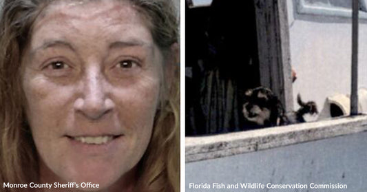 Split image of a woman’s mugshot and two small dogs standing on a boat deck near a railing.