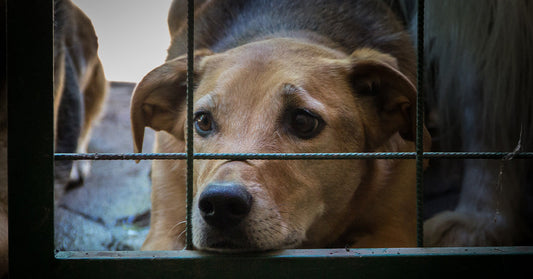 Close-up of a tan dog resting its chin against the bottom of a wire gate, looking out with sad eyes.