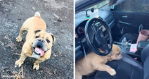 Smiling bulldog stands on a dirt surface with its tongue out, beside a second image of the dog climbing into the front seat of a car.