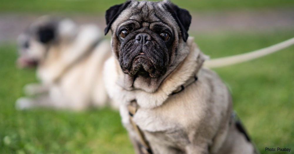 Dogs Get Jealous At The Thought Of Their Owners Interacting With Another Dog, Study Finds