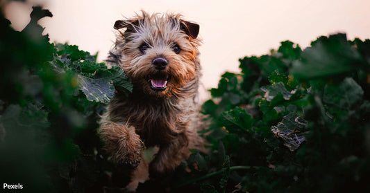 The Reason Why Dogs Launch Into Sudden 'Zoomies'