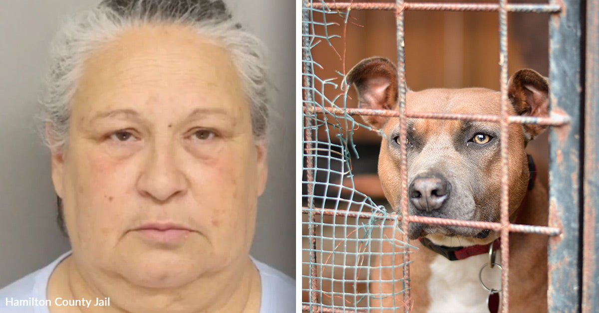Woman Arrested After Dead Dogs Found In Locked Crates | The Animal ...