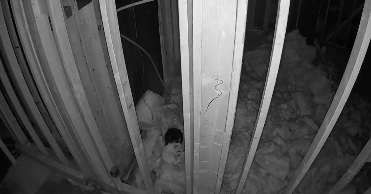 Hidden Cameras Reveal Two Tiny Canines Secretly Residing Inside Empty Home Hidden Cameras Reveal Two Tiny Canines Secretly Residing Inside Empty Home