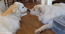 Two large white dogs lie facing each other on a wooden floor, gently touching paws.