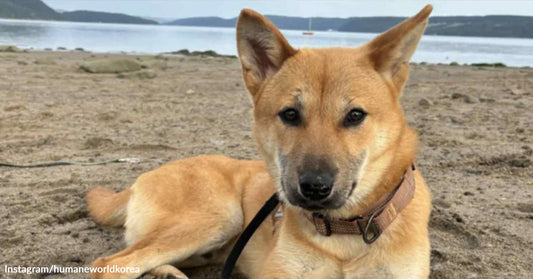 Tan dog lying on a sandy beach with water and distant hills in the background.