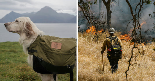 Seed-Carrying Dogs Bring Life Back to Forests After Wildfires