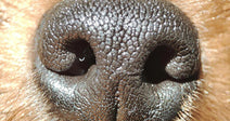 Extreme close-up of a dog’s nose, showing detailed texture and surrounding fur.